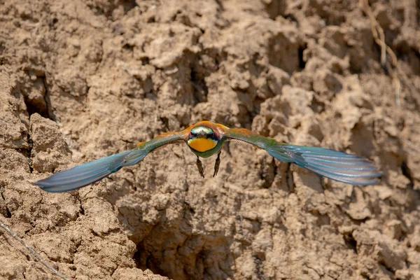 Comedor de abelhas europeu ou Merops Apiaster em habitat natural — Fotografia de Stock