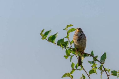 Mısır Bunting veya Miliaria Calandra doğal ortamında