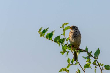 Mısır Bunting veya Miliaria Calandra doğal ortamında