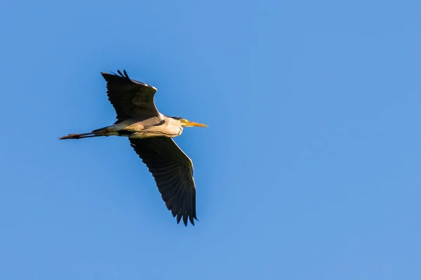 Graureiher oder Ardea cinerea fliegen am Himmel. Wildtiere in natürlichem Lebensraum — Stockfoto