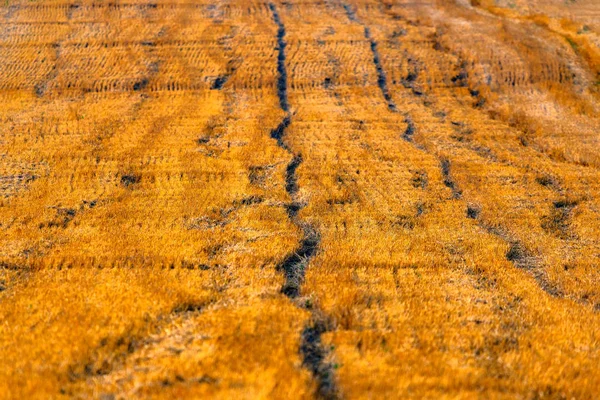 Stora gula fältet efter skörd. Mejade vetefält under vacker blå himmel och moln på solig sommardag. Konvergerande linjer på en stubb vetefält — Stockfoto