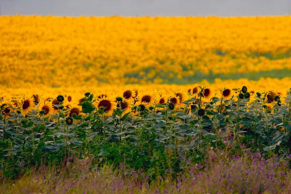 Fält med en oändlig solros. Jordbruksområdet — Stockfoto