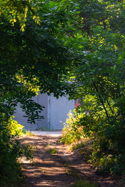 Ścieżka chodnikowa z zielonymi drzewami w parku miejskim. Piękna alejka w parku — Zdjęcie stockowe