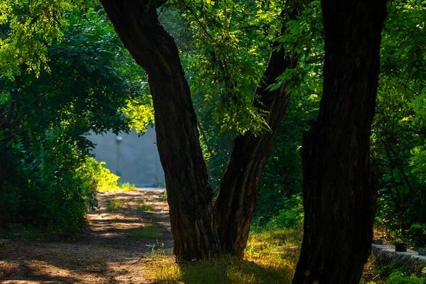 Gehweg mit grünen Bäumen im Stadtpark. Schöne Gasse im Park — Stockfoto