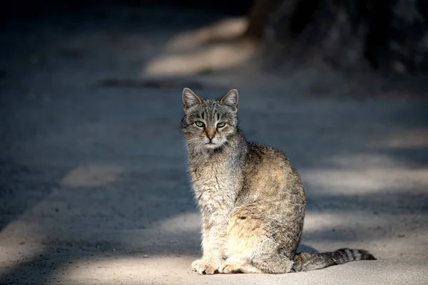 Portrait de chat sans abri au regard expressif et au visage émotionnel — Photo