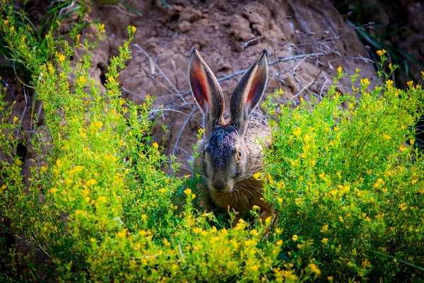 Lièvre brun sauvage avec de grandes oreilles assises dans une herbe — Photo
