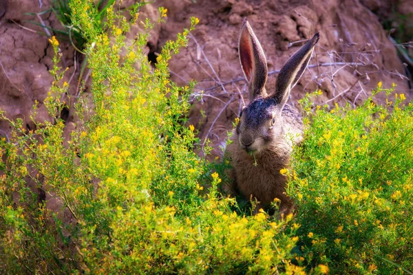 Lièvre brun sauvage avec de grandes oreilles assises dans une herbe — Photo