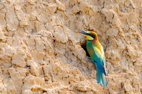 European Bee-eater or Merops apiaster on ground near hole nest