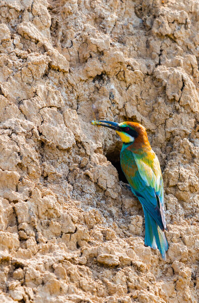 European Bee-eater or Merops apiaster on ground near hole nest