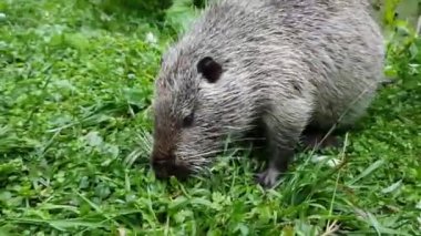 Coypu, vahşi doğada nutria, çimenler üzerinde gizlice