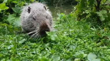 Coypu, vahşi doğada nutria, çimenler üzerinde gizlice