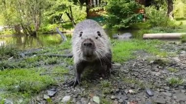 Coypu, vahşi doğada nutria, çimenler üzerinde gizlice