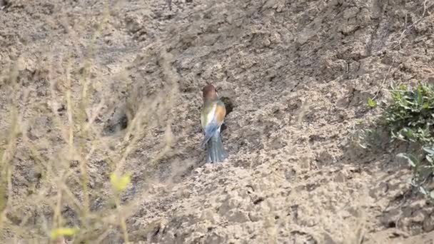 Abeja europea de colores ricos o Merops apiaster cerca de la entrada del nido que va y viene trayendo comida a los polluelos — Vídeos de Stock