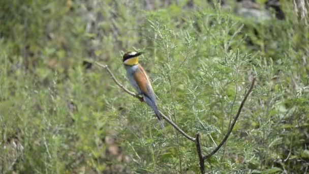 European Bee-Eater Bird på en filial — Stockvideo