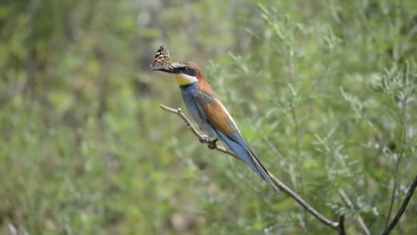 Uccello mangiatore d'api europeo su un ramo — Video Stock