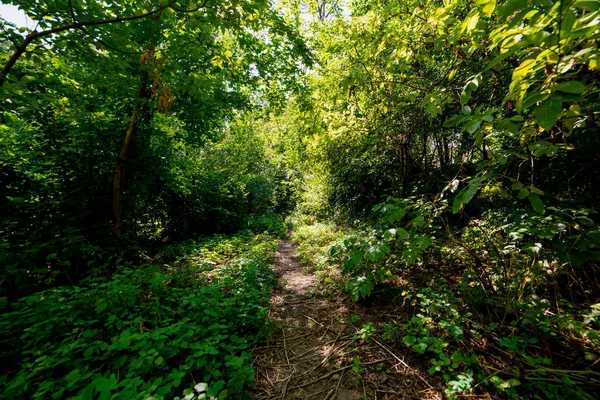 Orman veya park boyunca kir yürüyüş yolu — Stok fotoğraf