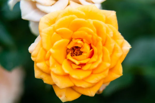 Primer plano o macro de una rosa rica en naranja o amarillo claro —  Fotos de Stock