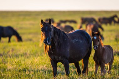 Vahşi hayatta vahşi atlar, kısraklar ve taylar