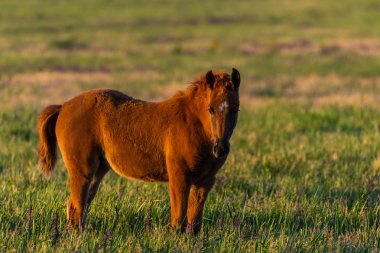 Yeşil çayırda genç ve vahşi bir tay.