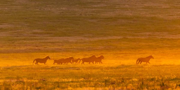 Wildpferde in Wildtieren am goldenen Sonnenuntergang — Stockfoto