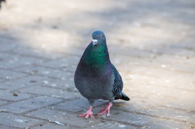 Güvercin güvercin şehir sokaklarda kentsel kuş uçan oturan tüylü kanatlar