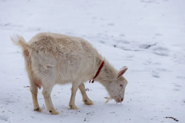 The goat walks in the snow in winter — Stock Photo, Image