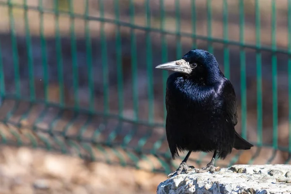 Cuervo Carrión Negro o Corvus corone ave en la ciudad —  Fotos de Stock
