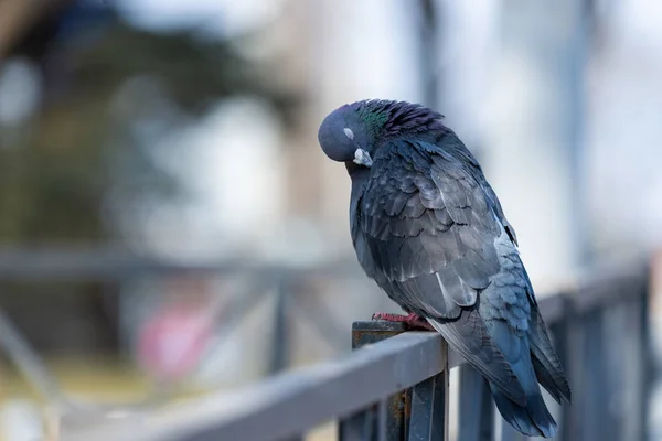 Περιστέρι Περιστέρι στους δρόμους της πόλης αστική πουλιά που φέρουν κάθεται άγριας ζωής φτερά φτερά — Φωτογραφία Αρχείου