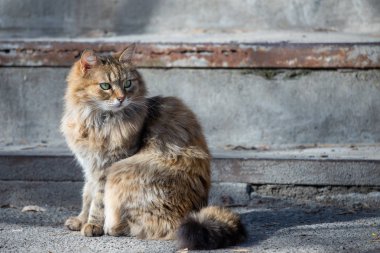 Güneşli günde Sokak houmless kedi