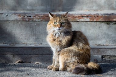 Güneşli günde Sokak houmless kedi