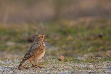 Tepeli toygar veya Galerida cristata bir zemin üzerinde duran