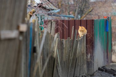 Ahşap çit üzerinde Zencefil kedi