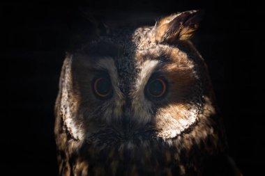 Uzun kulaklı Baykuş veya ASIO otus kafeste