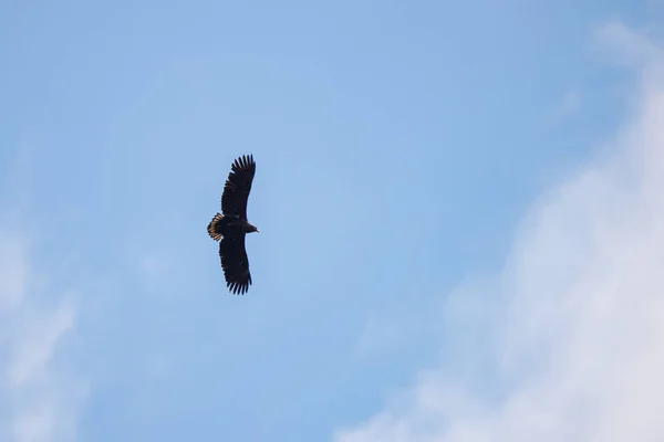 Silhueta Steppe águia voando sob o sol brilhante e céu nublado no verão — Fotografia de Stock