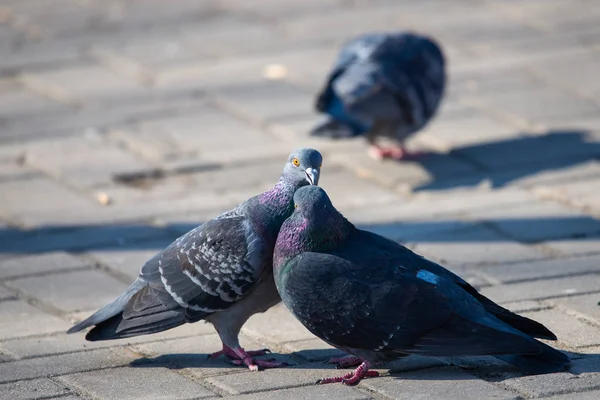 Un par de palomas en la calle de la ciudad —  Fotos de Stock