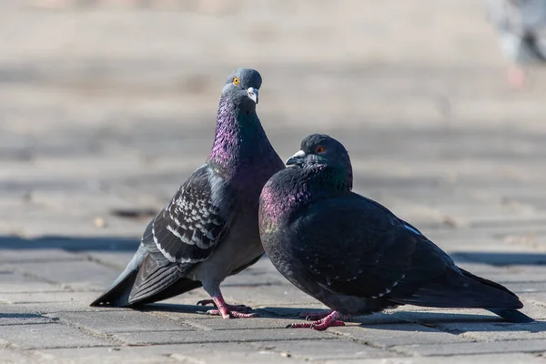 Para gołębi na ulicy miejskiej — Zdjęcie stockowe
