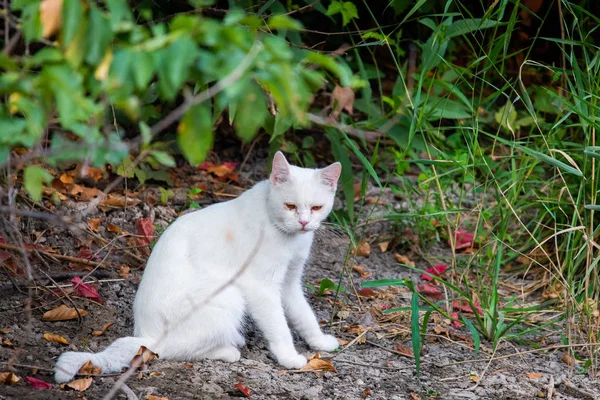 White cat in garden. Sad mood or pet disease concept