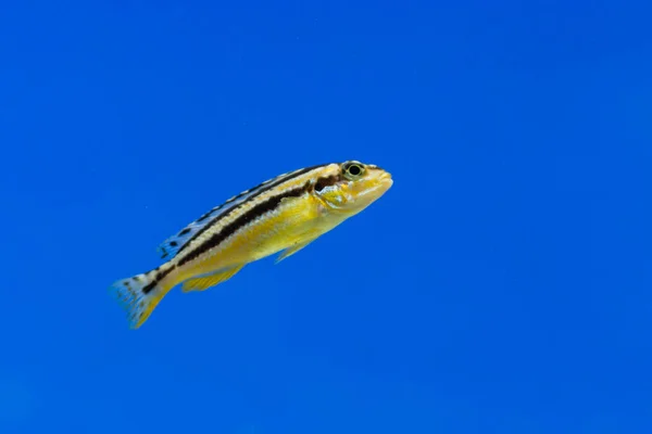 Auratus cichlid Melchromis auratus golden una aqua fish — стоковое фото