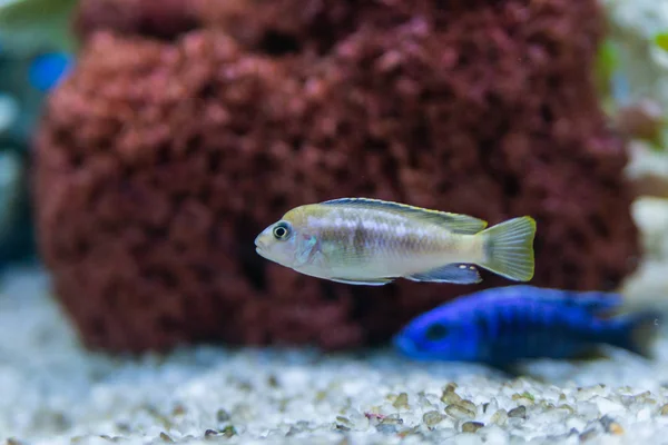 Cichlid ou Cichlidae peixes tropicais azuis em aquário. Cichlid africano endémico do Malawi em peixes tropicais azuis da família Cichlidae. Peixe cichild tropical azul colorido. Close-up azul peixe ciclídeo tropical — Fotografia de Stock