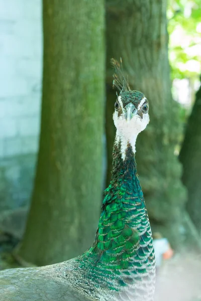 Lumineux fringant curieux Guinée Fowl — Photo