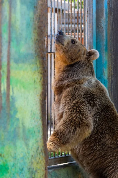 Orso bruno eurasiatico o Ursus arctos arctos, noto anche come orso bruno europeo . — Foto Stock