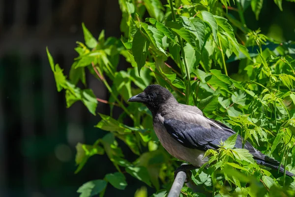 Cuervo gris en el parque de la ciudad. Especies avanzadas de animales comensales —  Fotos de Stock