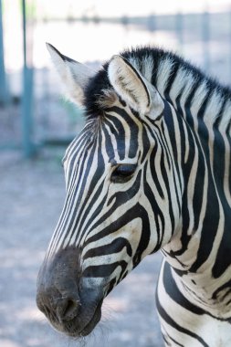 Zebra Chapman, Equus Burchelli Chapmani