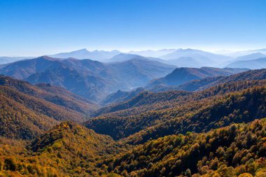 Sonbaharda dağ ormanlarında ağaçların olduğu manzaralı bir yer.