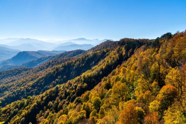 Sonbaharda dağ ormanlarında ağaçların olduğu manzaralı bir yer.