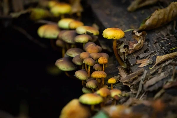 Veel gevaarlijke oneetbare paddenstoelen in een donker bos. Giftige mu — Stockfoto