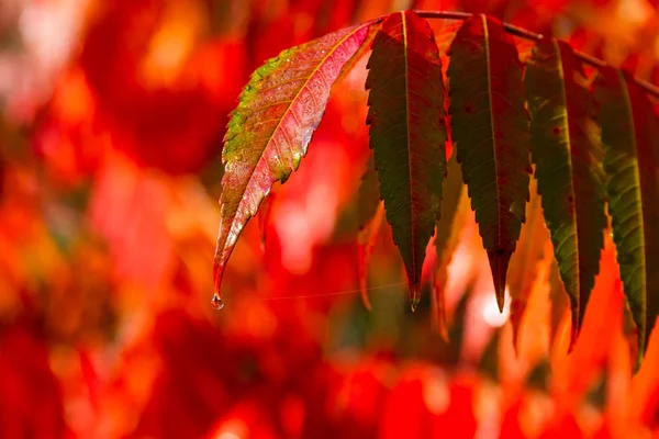 Güneş ışığı üzerinde sonbaharda kırmızı parlak yaprakları — Stok fotoğraf