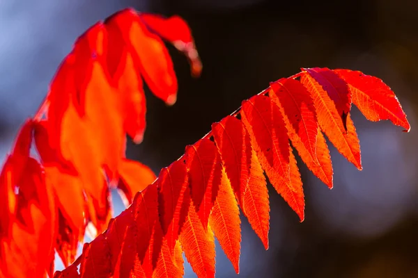 Rote helle Blätter im Herbst auf Sonnenlicht — Stockfoto