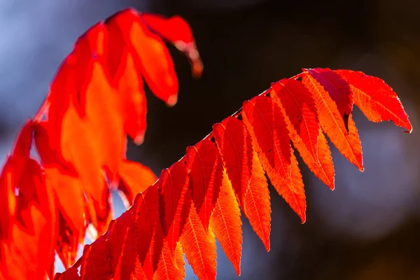 秋の紅葉 — ストック写真