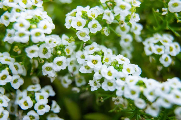 Квіти солодкої Алісуми або Лобулярії макрознімок — стокове фото